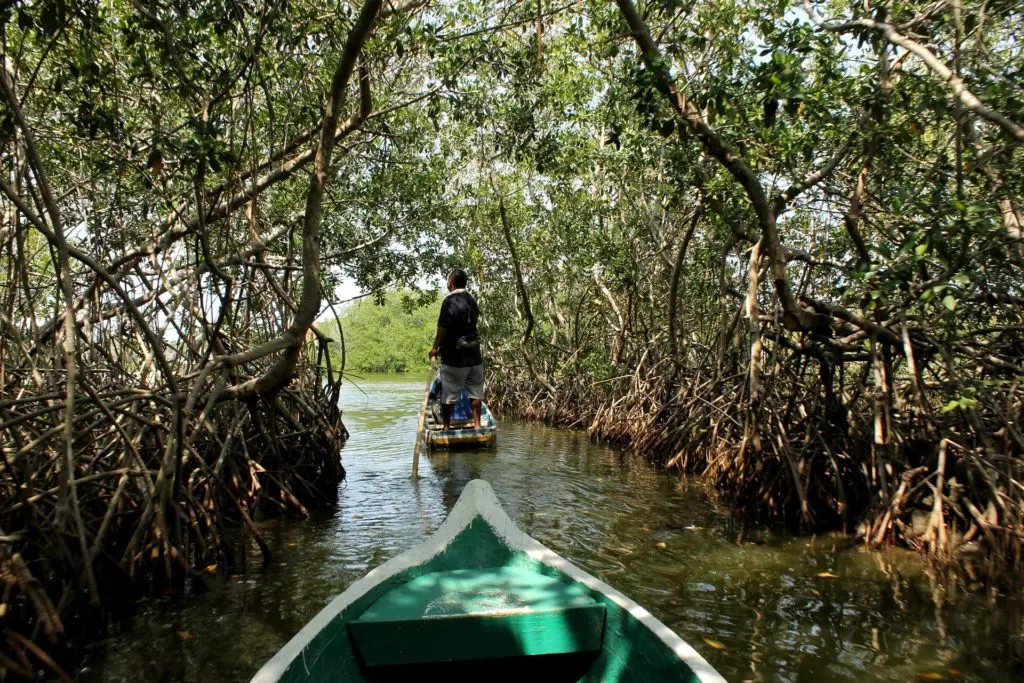 OMBIA-MANGLAR OMBIA-MANGLAR