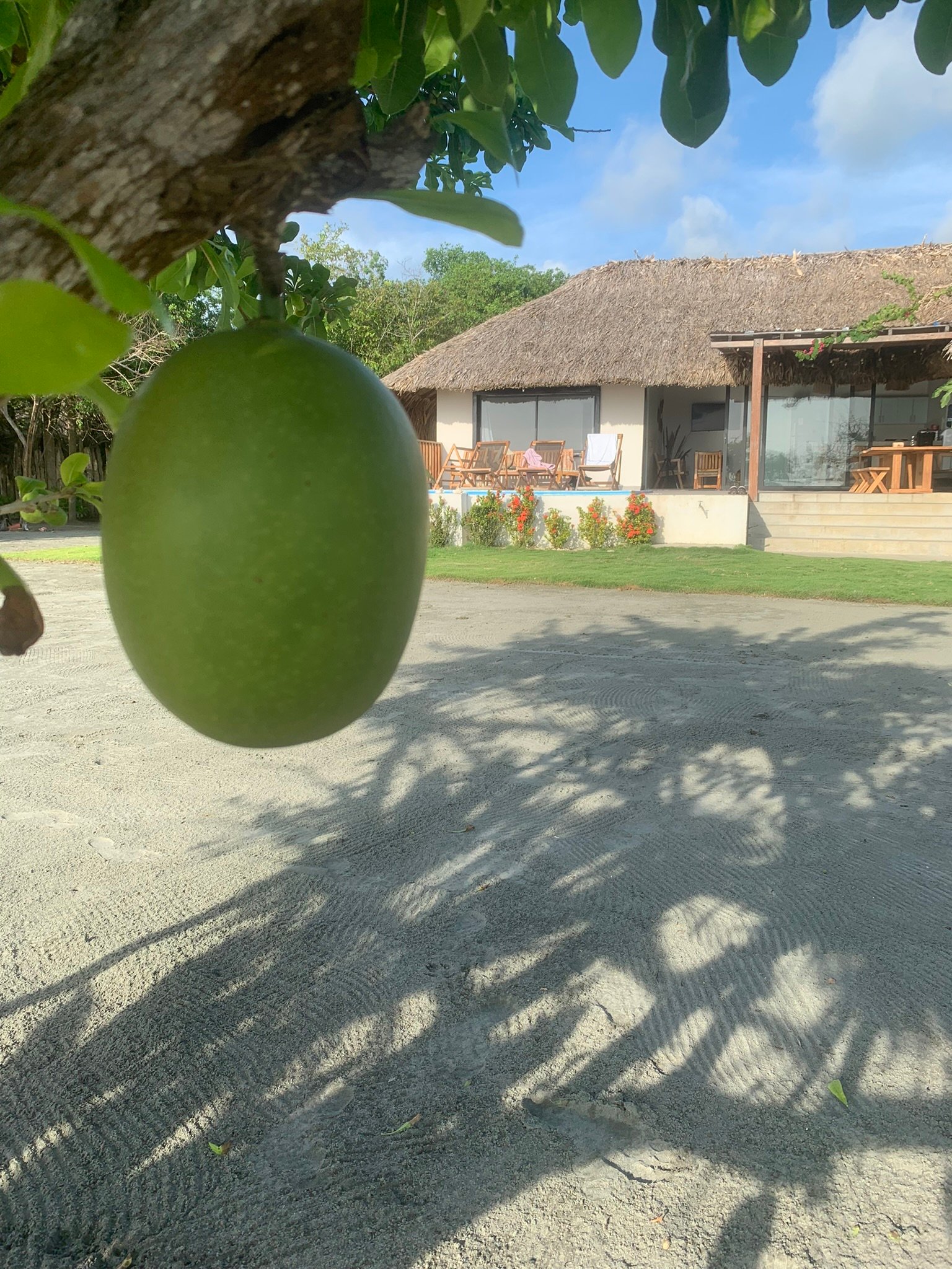 Totumo